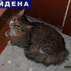 Подробнее об объявлении «Найдена кошка Нижний Новгород» Фото: найдена кошка  «Найдена кошка Нижний Новгород» в г. Нижний Новгород