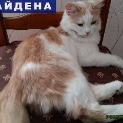 Подробнее об объявлении «Москва Найдена кошка» Фото: найдена кошка  «Москва Найдена кошка» в г. Москва