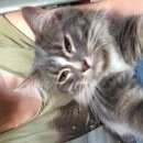 Подробнее об объявлении «Москва Найдена кошка» Фото: найдена кошка  «Москва Найдена кошка» в г. Москва