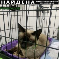 Подробнее об объявлении «Мытищи Найден кот 5-10 лет тайский» Фото: найдена кошка Тайская кошка «Мытищи Найден кот 5-10 лет тайский» в г. Мытищи