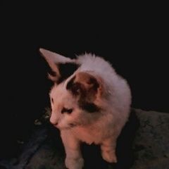 Подробнее об объявлении «Москва Найдена кошка котенок» Фото: найдена кошка  «Москва Найдена кошка котенок» в г. Москва