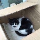 Подробнее об объявлении «Москва Найдена кошка» Фото: найдена кошка  «Москва Найдена кошка» в г. Москва