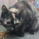 Подробнее об объявлении «Москва Найдена кошка» Фото: найдена кошка  «Москва Найдена кошка» в г. Москва