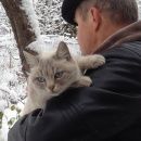 Подробнее об объявлении «Ступино Найдена кошка молоденькая с виду породистая кошечка» Фото: найдена кошка Тайская «Ступино Найдена кошка молоденькая с виду...» в г. Ступино