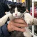 Подробнее об объявлении «Москва Найдена кошка котенок (савеловский район)» Фото: найдена кошка  «Москва Найдена кошка котенок (савеловский район)» в г. Москва