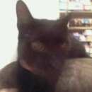 Подробнее об объявлении «Лобня Найдена кошка гладкошерстная, с ошейником» Фото: найдена кошка  «Лобня Найдена кошка гладкошерстная, с ошейником» в г. Лобня