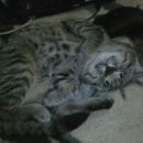 Подробнее об объявлении «Найдена кошка гуляла на улице Гурьевск (Калининградская обл.)» Фото: найдена кошка  «Найдена кошка гуляла на улице Гурьевск...» в г. Гурьевск (Калининградская обл.)