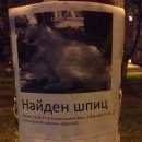 Подробнее об объявлении «Найдена собака кобель шпиц Москва» Фото: найдена собака Померанский шпиц «Найдена собака кобель шпиц Москва» в г. Москва