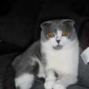 Подробнее об объявлении «Найдена кошка серо-белая шотландская вислоухая кошка Балашиха» Фото: найдена кошка Шотландская вислоухая «Найдена кошка серо-белая шотландская вислоухая...» в г. Балашиха