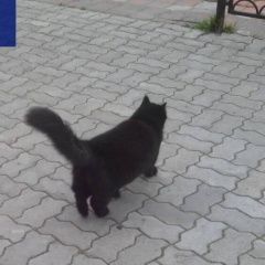 Подробнее об объявлении «Найдена кошка срочно Нижний Новгород» Фото: найдена кошка  «Найдена кошка срочно Нижний Новгород» в г. Нижний Новгород