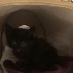 Подробнее об объявлении «Москва Найдена кошка» Фото: найдена кошка  «Москва Найдена кошка» в г. Москва