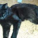 Подробнее об объявлении «Новосибирск Найден кот» Фото: найдена кошка  «Новосибирск Найден кот» в г. Новосибирск