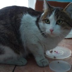 Подробнее об объявлении «Найден кот крупный взрослый кот Иркутск» Фото: найдена кошка  «Найден кот крупный взрослый кот Иркутск» в г. Иркутск