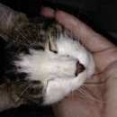 Подробнее об объявлении «Москва Найден кот на ул. нагатинская» Фото: найдена кошка  «Москва Найден кот на ул. нагатинская» в г. Москва