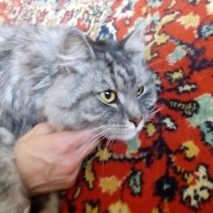 Подробнее об объявлении «Москва Найден кот» Фото: найдена кошка  «Москва Найден кот» в г. Москва