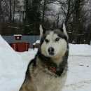 Подробнее об объявлении «Нарофоминск Найдена собака хаски» Фото: найдена собака Сибирская хаски «Нарофоминск Найдена собака хаски» в г. Нарофоминск