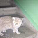 Подробнее об объявлении «Новосибирск Найдена кошка» Фото: найдена кошка Британская короткошерстная «Новосибирск Найдена кошка» в г. Новосибирск