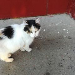 Подробнее об объявлении «Москва Найдена кошка» Фото: найдена кошка  «Москва Найдена кошка» в г. Москва