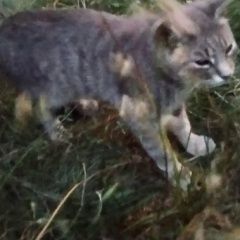 Подробнее об объявлении «Москва Найдена кошка серая ( или кот)» Фото: найдена кошка  «Москва Найдена кошка серая ( или кот)» в г. Москва