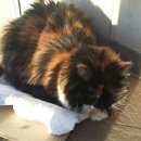 Подробнее об объявлении «Липецк Найдена кошка» Фото: найдена кошка  «Липецк Найдена кошка» в г. Липецк