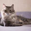 Подробнее об объявлении «Москва Найден кот ищем дом для красавца кота» Фото: найдена кошка  «Москва Найден кот ищем дом для красавца кота» в г. Москва