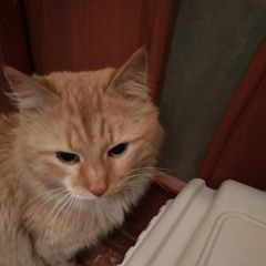 Подробнее об объявлении «Москва Найден кот рыжий котик» Фото: найдена кошка  «Москва Найден кот рыжий котик» в г. Москва
