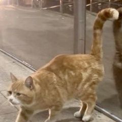 Подробнее об объявлении «Москва Найден кот» Фото: найдена кошка  «Москва Найден кот» в г. Москва