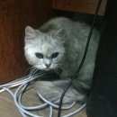 Подробнее об объявлении «Москва Найдена кошка персидская шиншилла 9-10 лет» Фото: найдена кошка  «Москва Найдена кошка персидская шиншилла 9-10 лет» в г. Москва