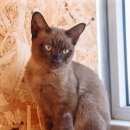 Подробнее об объявлении «Москва Найден кот» Фото: найдена кошка  «Москва Найден кот» в г. Москва