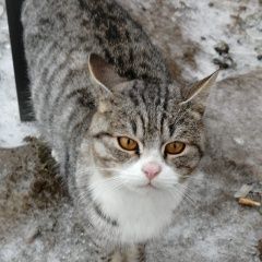 Подробнее об объявлении «Бронницы Найден кот д.салтыково» Фото: найдена кошка  «Бронницы Найден кот д.салтыково» в г. Бронницы