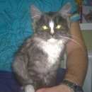 Подробнее об объявлении «Мытищи Найдена кошка» Фото: найдена кошка  «Мытищи Найдена кошка» в г. Мытищи