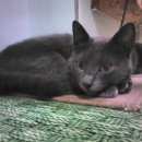 Подробнее об объявлении «Мытищи Найден кот, русский голубой» Фото: найдена кошка Русская голубая «Мытищи Найден кот, русский голубой» в г. Мытищи