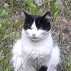 Подробнее об объявлении «Санкт-Петербург Найдена кошка» Фото: найдена кошка  «Санкт-Петербург Найдена кошка» в г. Санкт-Петербург