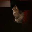 Подробнее об объявлении «Москва Найден кот» Фото: найдена кошка  «Москва Найден кот» в г. Москва