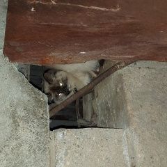 Подробнее об объявлении «Найдена кошка Златоуст» Фото: найдена кошка  «Найдена кошка Златоуст» в г. Златоуст