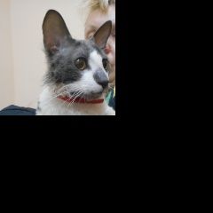 Подробнее об объявлении «Иваново Найдена кошка» Фото: найдена кошка  «Иваново Найдена кошка» в г. Иваново