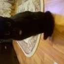 Подробнее об объявлении «Москва Найден кот черный домашний кот» Фото: найдена кошка  «Москва Найден кот черный домашний кот» в г. Москва