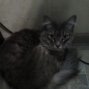 Подробнее об объявлении «Найден кот Троицк» Фото: найдена кошка  «Найден кот Троицк» в г. Троицк