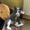 Подробнее об объявлении «Москва Найдена кошка» Фото: найдена кошка  «Москва Найдена кошка» в г. Москва