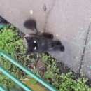 Подробнее об объявлении «Москва Найдена кошка живет в подавале о» Фото: найдена кошка  «Москва Найдена кошка живет в подавале о» в г. Москва