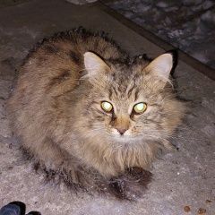 Подробнее об объявлении «Кинешма Найдена кошка» Фото: найдена кошка  «Кинешма Найдена кошка» в г. Кинешма