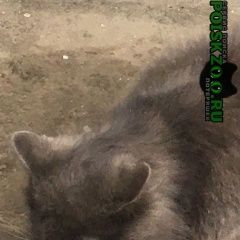 Подробнее об объявлении «Москва Найдена кошка судостроительная ул» Фото: найдена кошка  «Москва Найдена кошка судостроительная ул» в г. Москва