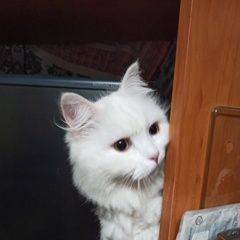 Подробнее об объявлении «Найдена кошка мкр. сакраменто Балашиха» Фото: найдена кошка  «Найдена кошка мкр. сакраменто Балашиха» в г. Балашиха