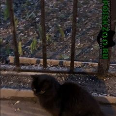 Подробнее об объявлении «Москва Найдена кошка чёрная пушистая кошка, басманный район» Фото: найдена кошка  «Москва Найдена кошка чёрная пушистая кошка,...» в г. Москва