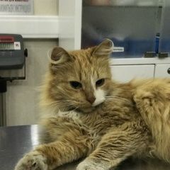 Подробнее об объявлении «Москва Найдена кошка на нахимовском проспекте» Фото: найдена кошка  «Москва Найдена кошка на нахимовском проспекте» в г. Москва