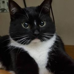 Подробнее об объявлении «Найден кот Москва» Фото: найдена кошка  «Найден кот Москва» в г. Москва