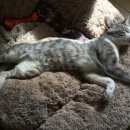 Подробнее об объявлении «Москва Найдена кошка кот район очаково» Фото: найдена кошка  «Москва Найдена кошка кот район очаково» в г. Москва