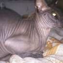 Подробнее об объявлении «Найдена кошка Геленджик» Фото: найдена кошка Канадский сфинкс «Найдена кошка Геленджик» в г. Геленджик