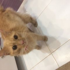 Подробнее об объявлении «Москва Найдена кошка кот» Фото: найдена кошка  «Москва Найдена кошка кот» в г. Москва