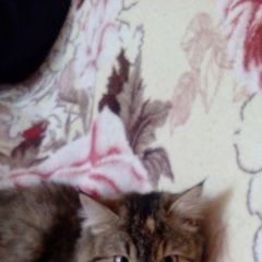 Подробнее об объявлении «Москва Найдена кошка» Фото: найдена кошка  «Москва Найдена кошка» в г. Москва